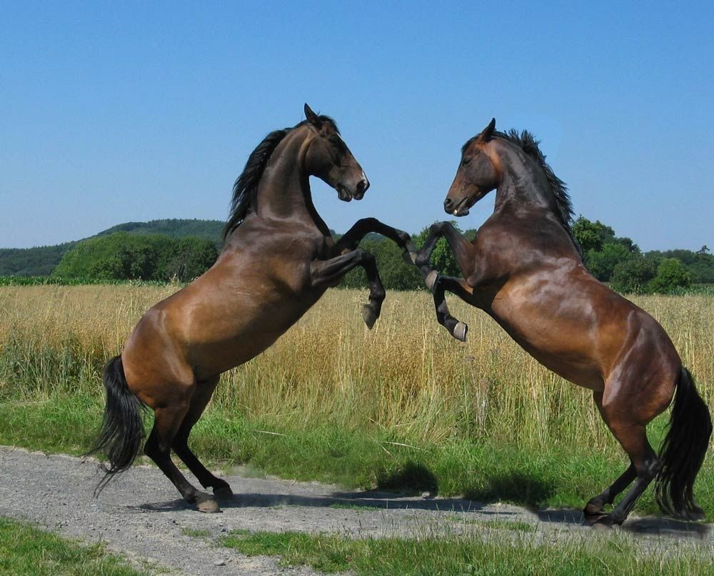 Autour Du Cheval | TopEvents4.me